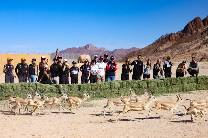 MARCH 09: Arabian sand gazelles at the NEOM Nature Reserve during the Desert X-Prix on March 09, 2023. (Photo by Colin McMaster / LAT Images)