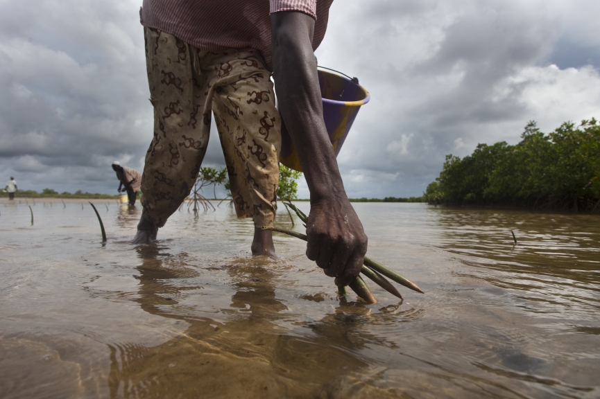 Plantation de palétuviers et cueillette de propagules au Sine-Saloum. Campagne 2009.
