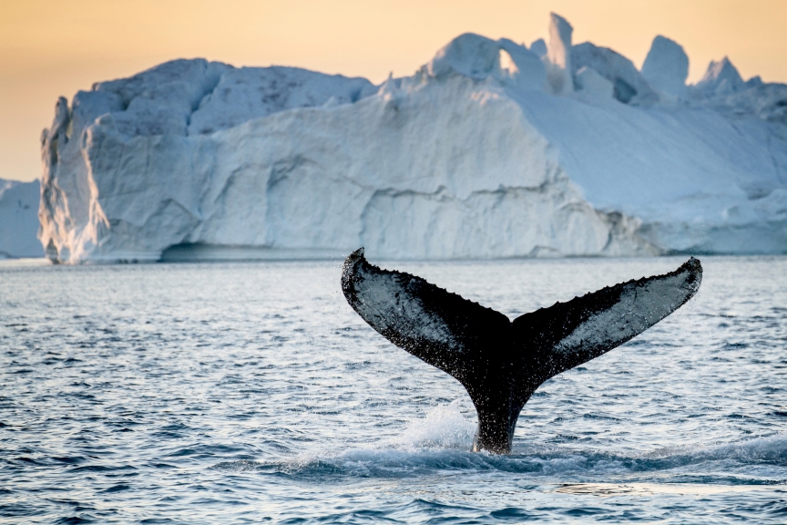 Crediting is required when using photos from our galleries. This means you have to credit both the photographer and Visit Greenland.

Photo by Julie Skotte - Visit Greenland

This photo is licensed under Visit Greenland A/S’ .

Please refer to the license agreement for more info about the rights of use associated with the image.

Download the agreement here:

http://vg.gl/license

When downloading or sharing this image you enter into an agreement with Visit Greenland A/S about the use of the image under this license.

If you want to apply for extended user rights for downloads on this database please read this article and follow the guidelines: http://goo.gl/RsJtBR